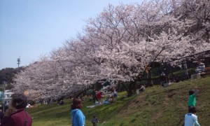 土手を這うように張る枝に花をつける桜 土手を這うように張る枝に花をつける桜