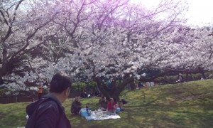 花見を楽しむ 花見を楽しむ