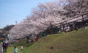 青空に映える桜花 青空に映える桜花